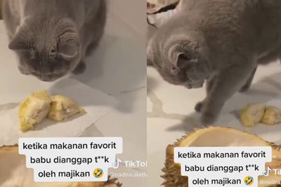 Gemas! Reaksi Kucing saat Disodorkan Durian, Langsung Garuk Lantai Disangka Kotoran