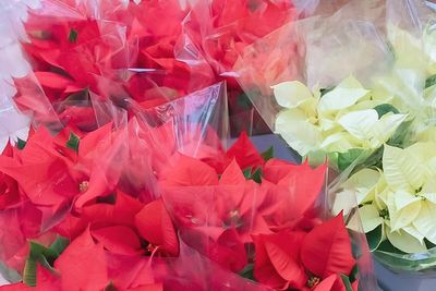 Kisah Gadis Miskin dan Asal-usul Kastuba Jadi Bunga Natal