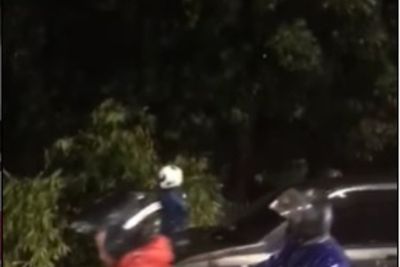 Imbas Hujan Deras, Pohon Tumbang Timpa Mobil dan Motor di Lenteng Agung Jaksel