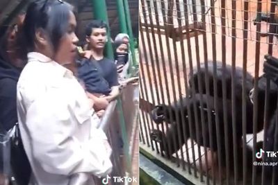 Waduh! Merekam Terlalu Dekat, HP Pengunjung Ragunan Dirampas Monyet