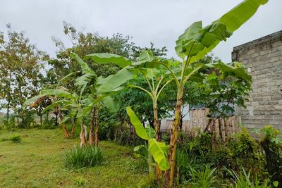 Selain Sarang Hantu, Inilah Alasan Pohon Pisang Terlarang Ditanam di Depan Rumah!