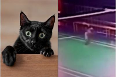 Viral Kucing Jago Main Bulu Tangkis, Diberi Julukan Lee Kuu Cing hingga Kento Meowmeowta