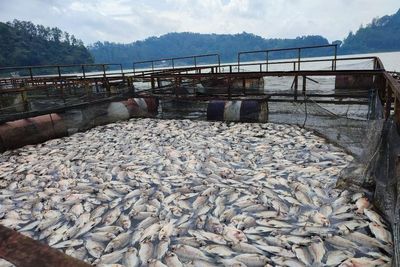 Ribuan Ekor Ikan Telaga Ngebel Mati Mendadak, Peternak Ikan Kalang Kabut!