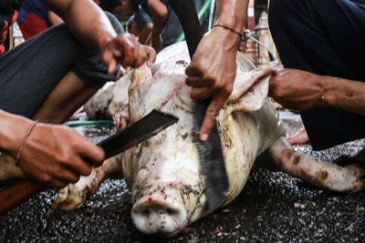 Mengenal Penampahan Galungan, Tradisi Sembelih 'Hewan Kurban' Umat Hindu di Bali