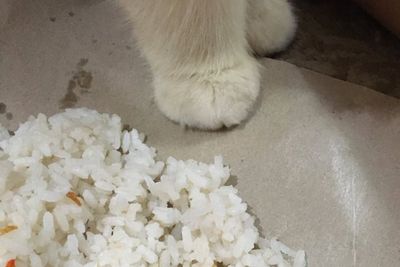 Penampakan Nasi Uduk Diinjak Kucing Bikin Netizen Pasrah dan Gemas: Kakinya Bantet Gemoy