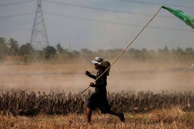 Jarang Diketahui, Petani Thailand Ternyata Gunakan Pestisida Bebek untuk Bersihkan Hama