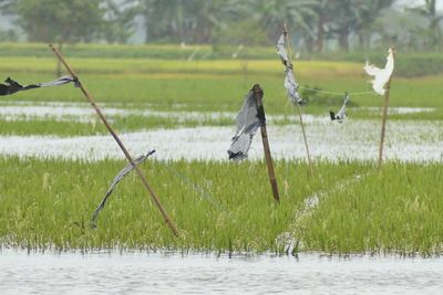 200 Hektar Sawah di Jepara Terendam Banjir, Petani Rugi Ratusan Juta