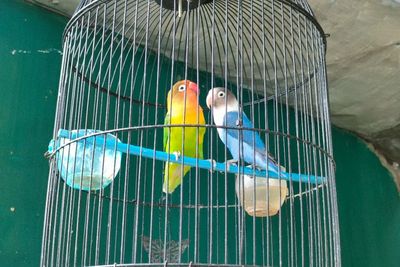 Bucin Banget! 7 Fakta Lovebird, Burung yang Hanya Punya Satu Cinta dan Setia Sampai Mati