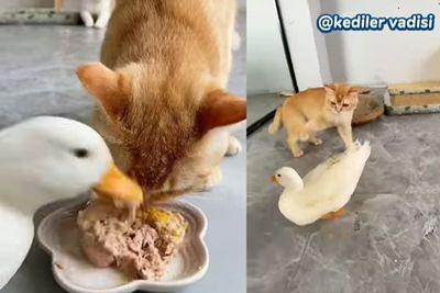 Aksi Barbar Bebek Comot Makanan Kucing Oren Berkali-kali, Endingnya si Anabul Emosi