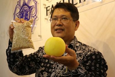 Dijuluki Baby Melon, Peneliti UGM Berhasil Kembangkan Buah Melon Seukuran Apel