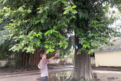 Jomblo Merapat! Pohon Sulastri di Pesanggrahan Langenharjo Konon Bisa Datangkan Jodoh
