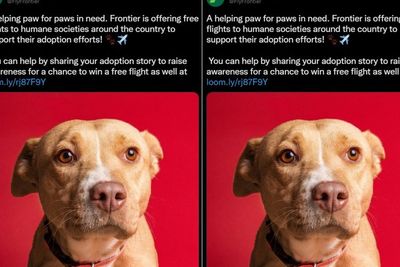 Maskapai Ini Beri Tiket Pesawat Gratis untuk Orang yang Mau Adopsi Anjing Liar, Tertarik?