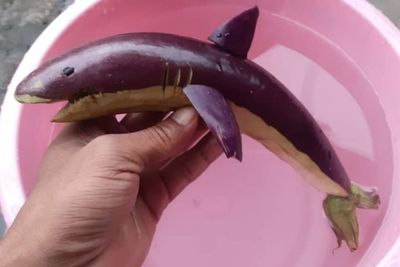 Kreatif Bin Kocak! Terong Ungu Disulap Jadi Ikan Hiu Goreng, Sukses Bikin Netizen Ngakak