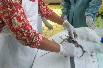 Waspada! Kencing Tikus Menyerang Tulungagung, 3 Orang Meninggal Dunia dalam 2 Bulan