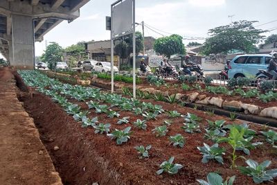 Dulunya Tak Terurus, Kini Kolong Tol Becakayu Jadi Lahan Urban Farming