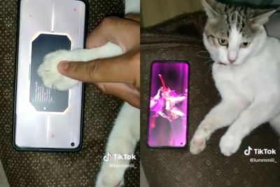 Kucing Pembawa Keberuntungan, Tangannya Bikin Player Mobile Legends Ini Dapat Skin Mahal