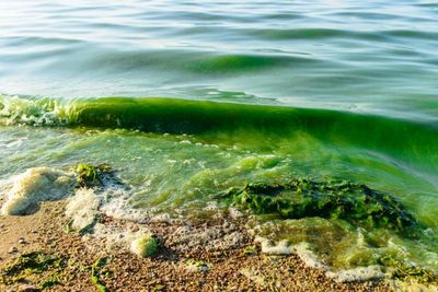 Heboh Fenomena Air Laut di Selayar Mendadak Berubah Hijau dan Bau Busuk, Pertanda Bencana?