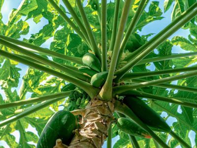 6 Manfaat Daun Pepaya untuk Kesehatan, Termasuk Bantu Turunkan Demam