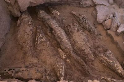 Arkeolog Temukan 10 Mumi Buaya di Sepanjang Sungai Nil, Konon Berusia 2.300 Tahun