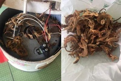 Pria Ini Syok Temukan Cicak Garing Dalam Magic Com: Pantes Tiap Masak Nasi Baunya Gurih