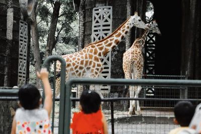 Libur Imlek, Taman Margasatwa Ragunan Dipadati 8.509 Pengunjung