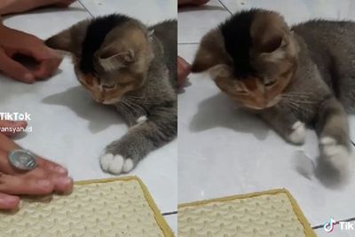 Gemas! Baru Sekali Diajari Babu , Kucing Ini Langsung Bisa Praktik Sulap Pakai Koin