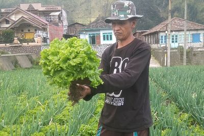 Wow! Budidaya Selada Keriting, Petani Lereng Bromo Setiap Panen Cuannya Sampai 15 Juta