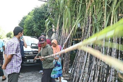 Kenapa Ada Tebu di Depan Orang Tionghoa Selama 15 Hari saat Imlek? Ini Alasannya!