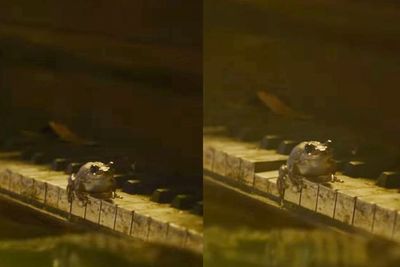 Viral Katak Main Piano di The Last of Us , Ternyata itu Adegan yang Gak Disengaja Lho