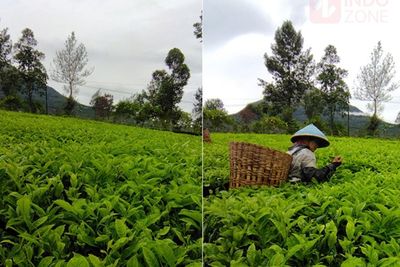 Menikmati Hijaunya Kebun Teh Tambi di Wonosobo, Pas Buat Healing Bikin Gak Mau Pulang