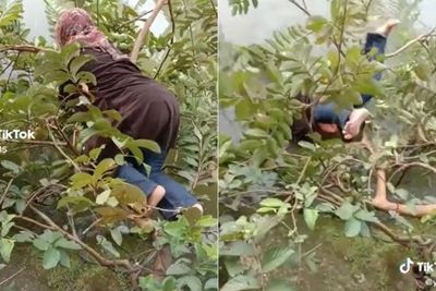 Apes! Emak-emak Ini Malah Nyungsep ke Kolam pas Ngambil Jambu, Kasihan Sampai Salto