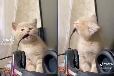 Lucu dan Gemesin! Momen Kucing Gigit Mic Headset Gaming Sampe Bikin Pemilik Ngoceh-ngoceh