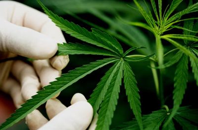 BNN Tolak Tegas Ganja Medis, Kemenkes: Masih Perlu Diskusi Lintas Sektor