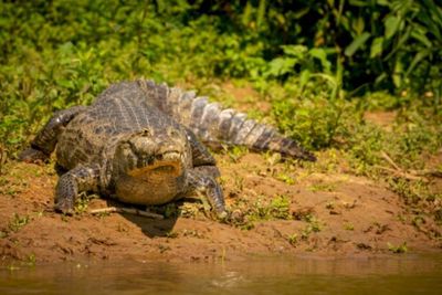 Penampakan Buaya Besar di Tempat Pemancingan Sungai Siak, Pemancing Enggak Berkutik