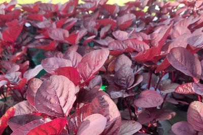 Sukses Berkebun dengan Modal dan Lahan Minim, Cuannya Fantastis!