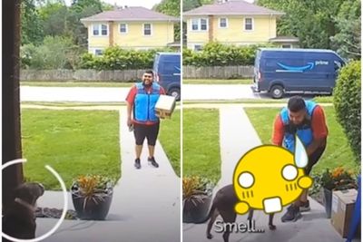 Hendak Antar Paket, Kurir ini Kaget Disambut Anjing Pemilik Rumah, Endingnya Bikin Senyum