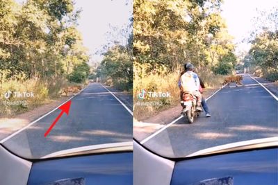 Lagi Asyik Motoran, Dua Pria Ini Ketemu Harimau: Auto Ngibrit, Kaki Gemeteran!