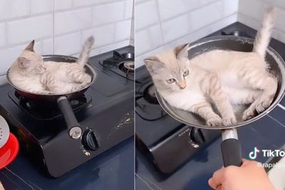 Agak Lain! Kucing Ini Asyik Rebahan di Wajan Atas Kompor, Lagi Ngangetin Badan Cing?