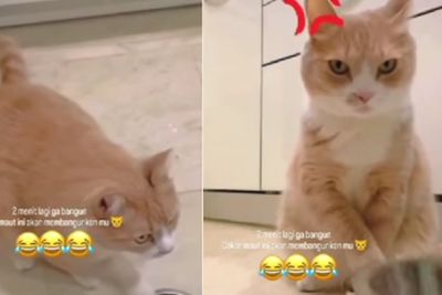 Gemasnya Cara Kucing Oren Ini Bangunkan Majikan, Mainkan Mangkuk Biar Diberi Makan