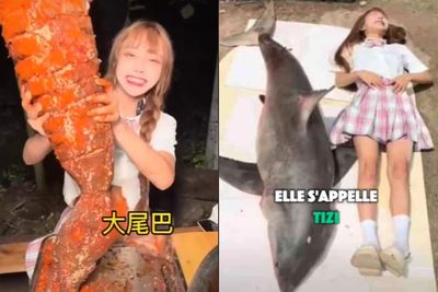 TikToker Ini Buat Video Panggang dan Makan Hiu Putih, Berujung Didenda Ratusan Juta: Enak?