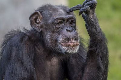 Apes, Gadis Ini Dilempar Botol oleh Simpanse di Kebun Binatang China!