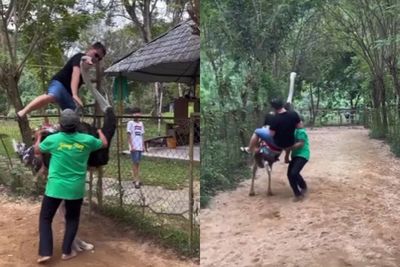 Burung Unta Ini Tersungkur Gak Sanggup Angkat Orang yang Naik: Kasihan, Maksa Banget!