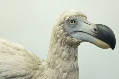 Ilmuwan Ingin Bangkitkan Burung Dodo yang Sudah Punah, Berhasil Gak Ya?