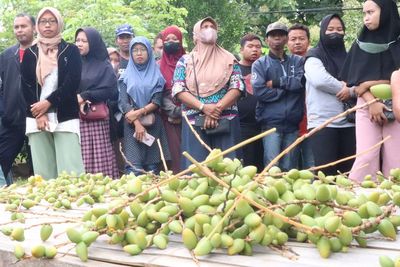 Ajaib! Pohon Kurma Berbuah Lebat di Ponorogo, Dipercaya Bisa Bikin Cepat Hamil