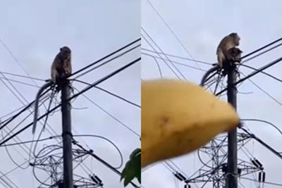Momen Lucu Monyet Culik Anak Kucing, Ditawari Pisang Gak Mau