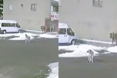 Viral Video Lolongan Anjing di Turki Sebelum Gempa 7,8 SR Terjadi