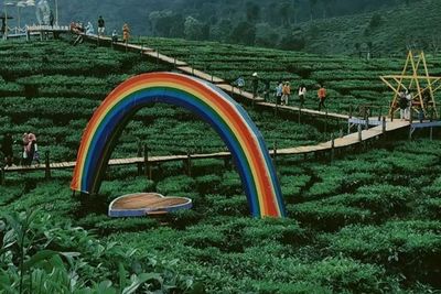 Seru! Berwisata Kebun Teh Gunung Gambir Jember, Punya Jembatan Layang Patah Hati