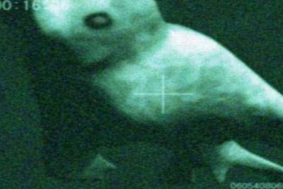 Misteri Ningen, Makhluk Laut Antartika Mirip Manusia, Konon Ciptaan Ilmuwan Jepang