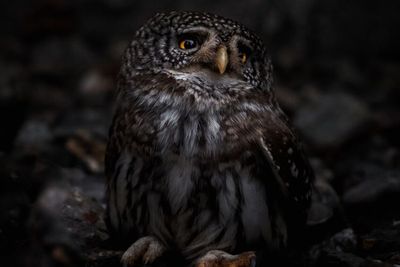 5 Fakta Burung Hantu Jadi Simbol Kematian, Bisa Telan Mangsa Secara Utuh