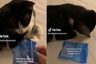 Aneh tapi Nyata! Kucing Ini Bisa Minum Obat Langsung Ditelan, Enggak Pakai Drama Ngereog